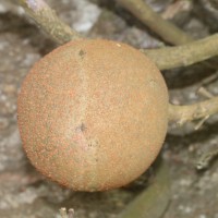 Couroupita guianensis Aubl.